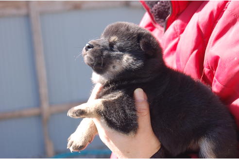 成約済の埼玉県の柴犬-66146の6枚目