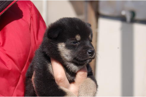 成約済の埼玉県の柴犬-66146の4枚目