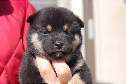 成約済の埼玉県の柴犬-66146の3枚目