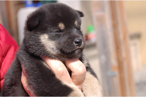 成約済の埼玉県の柴犬-66146の2枚目