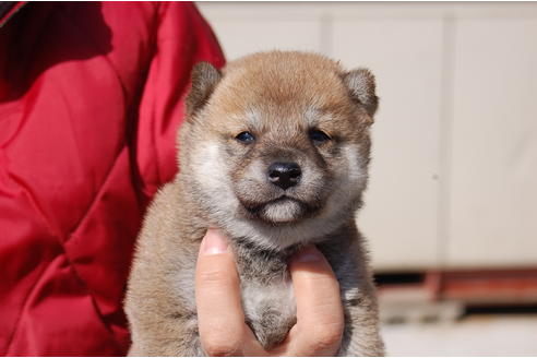 成約済の埼玉県の柴犬-66147の1枚目