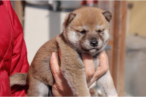 成約済の埼玉県の柴犬-66147の4枚目