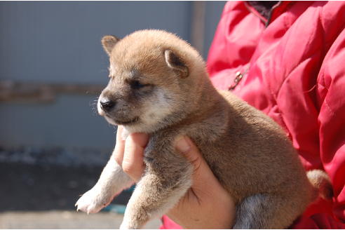 成約済の埼玉県の柴犬-66147の3枚目