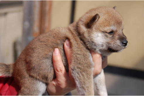 成約済の埼玉県の柴犬-66147の2枚目