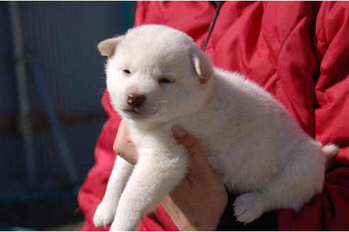 成約済の埼玉県の柴犬-66148の1枚目