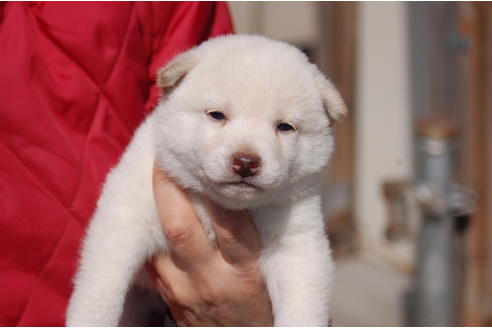 成約済の埼玉県の柴犬-66148の5枚目