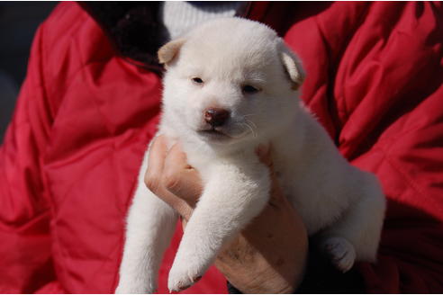 成約済の埼玉県の柴犬-66148の4枚目