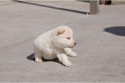 成約済の埼玉県の柴犬-66148の3枚目