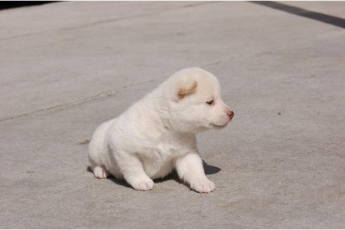 成約済の埼玉県の柴犬-66148の2枚目