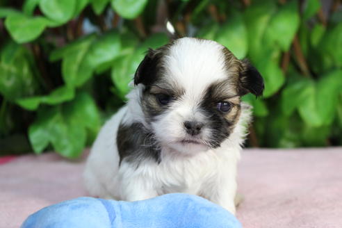 成約済の京都府のミックス犬-66155の4枚目