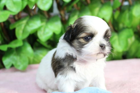 成約済の京都府のミックス犬-66155