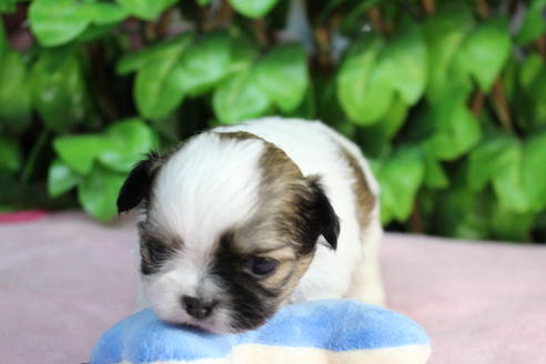 成約済の京都府のミックス犬-66155の3枚目