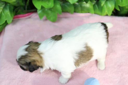 成約済の京都府のミックス犬-66155の2枚目