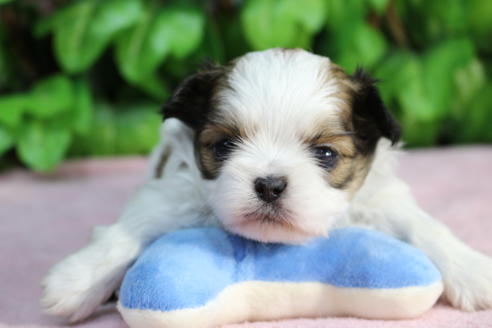 成約済の京都府のミックス犬-66156の1枚目