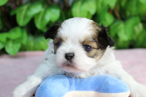 成約済の京都府のミックス犬-66156の4枚目