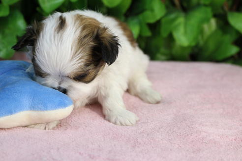 成約済の京都府のミックス犬-66156の3枚目