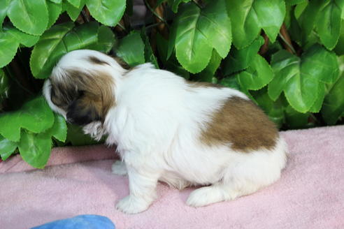 成約済の京都府のミックス犬-66156の2枚目