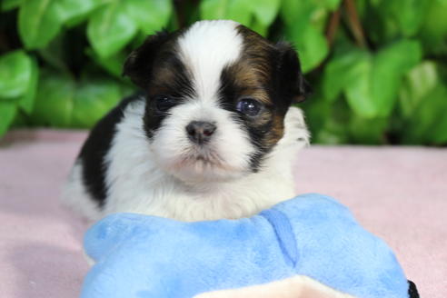 成約済の京都府のミックス犬-66158の1枚目