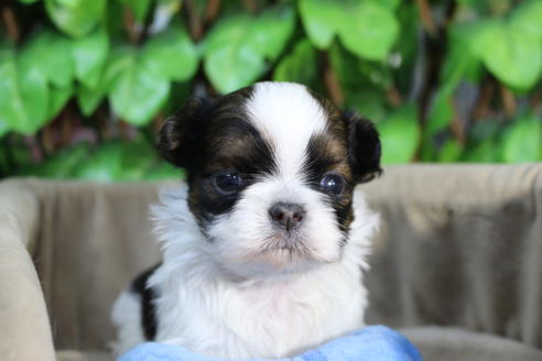 成約済の京都府のミックス犬-66158の5枚目