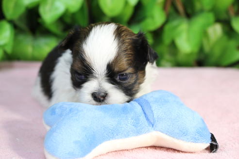 成約済の京都府のミックス犬-66158の4枚目