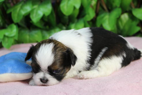 成約済の京都府のミックス犬-66158の3枚目