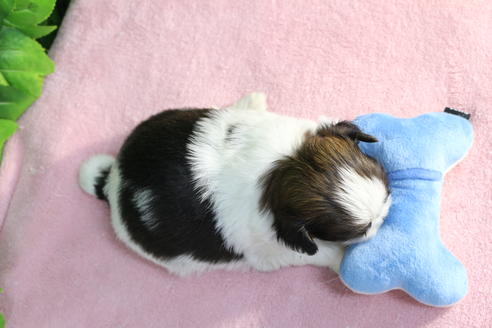 成約済の京都府のミックス犬-66158の2枚目