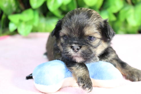 成約済の京都府のミックス犬-66160の1枚目