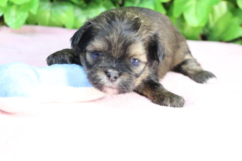 成約済の京都府のミックス犬-66160の3枚目