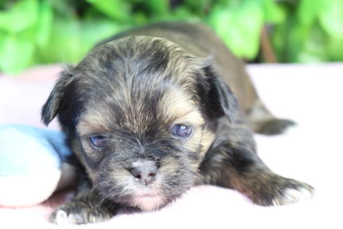 成約済の京都府のミックス犬-66160の2枚目