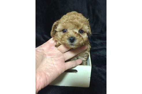 東京都のティーカッププードル 女の子 19 01 12生まれ アプリコット 子犬id ブリーダーナビ