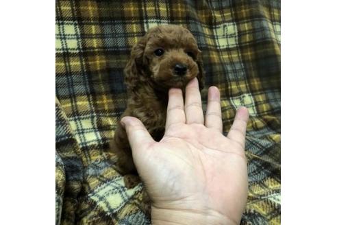 成約済の青森県のトイプードル-58818の2枚目