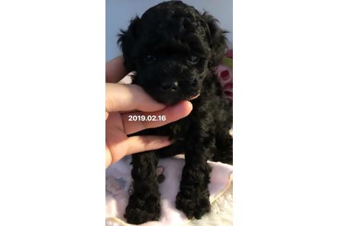 成約済の愛媛県のトイプードル-65541