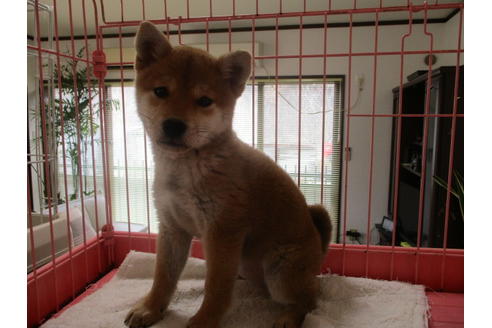 成約済の岡山県の柴犬-62214の1枚目