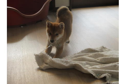 成約済の岡山県の柴犬-62214の2枚目