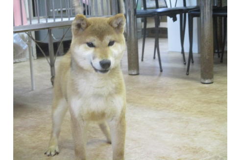 成約済の岡山県の柴犬-56242の4枚目