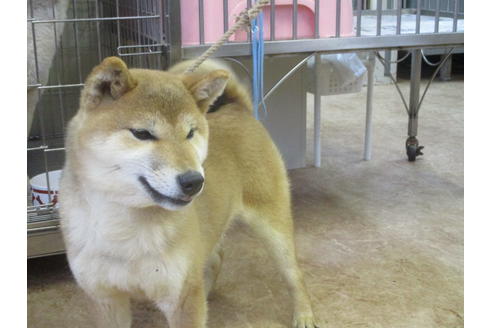 成約済の岡山県の柴犬-56242の3枚目