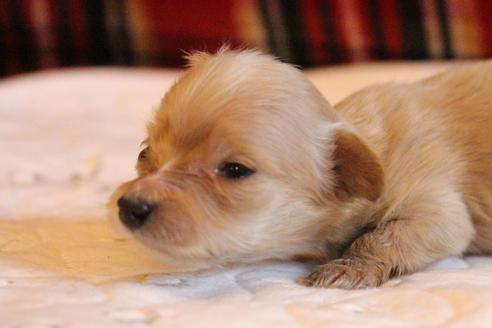 成約済の愛知県のカニンヘンダックスフンド(ロングヘアード)-65265の17枚目