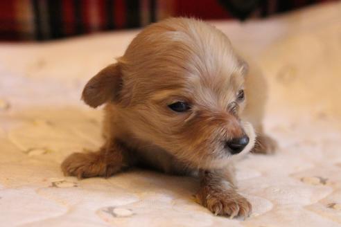 成約済の愛知県のカニンヘンダックスフンド(ロングヘアード)-65265の16枚目