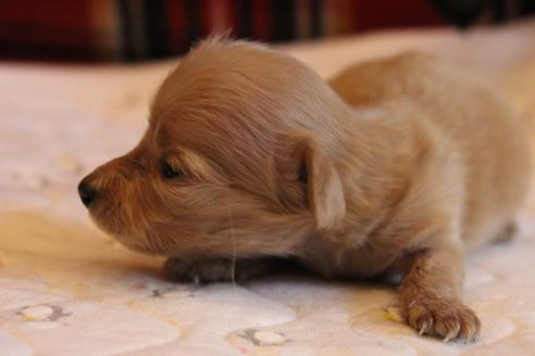 成約済の愛知県のカニンヘンダックスフンド(ロングヘアード)-65265の15枚目