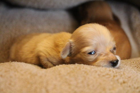 成約済の愛知県のカニンヘンダックスフンド(ロングヘアード)-65265の14枚目