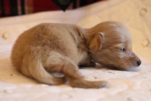 成約済の愛知県のカニンヘンダックスフンド(ロングヘアード)-65265の13枚目