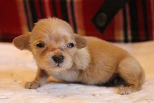 成約済の愛知県のカニンヘンダックスフンド(ロングヘアード)-65265の12枚目