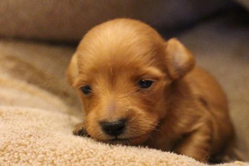 成約済の愛知県のカニンヘンダックスフンド(ロングヘアード)-65263の22枚目