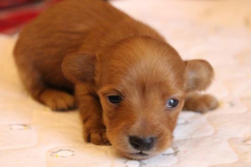 成約済の愛知県のカニンヘンダックスフンド(ロングヘアード)-65263の21枚目