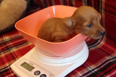 成約済の愛知県のカニンヘンダックスフンド(ロングヘアード)-65263の20枚目