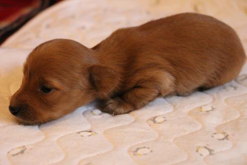 成約済の愛知県のカニンヘンダックスフンド(ロングヘアード)-65263の19枚目