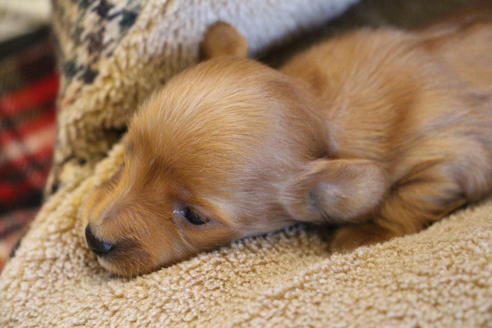 成約済の愛知県のカニンヘンダックスフンド(ロングヘアード)-65263の18枚目