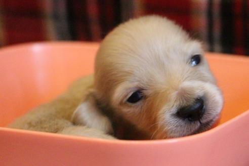 成約済の愛知県のカニンヘンダックスフンド(ロングヘアード)-65262の15枚目