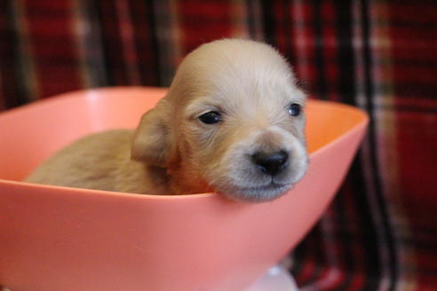 成約済の愛知県のカニンヘンダックスフンド(ロングヘアード)-65262の14枚目