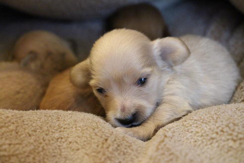 成約済の愛知県のカニンヘンダックスフンド(ロングヘアード)-65262の13枚目
